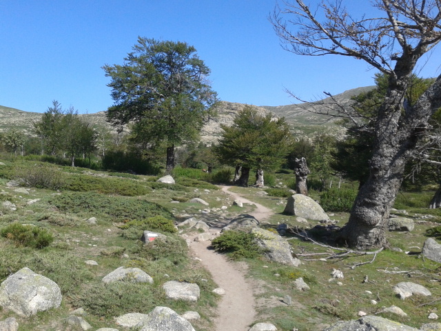 Beech Tree towards le Taviganu-27-6-13