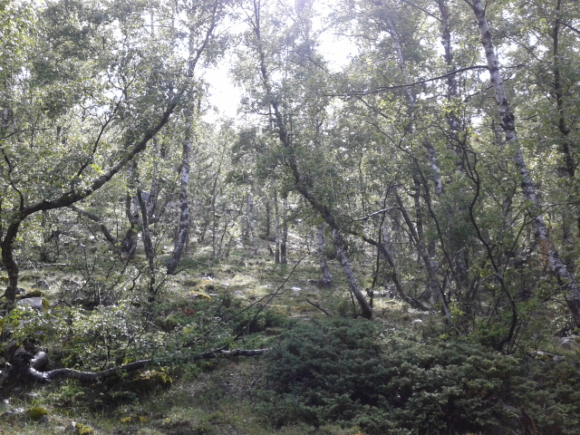 Birch forest after rain