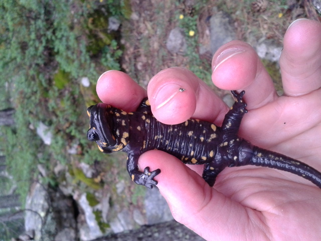 Holding the salamander-29-6-13